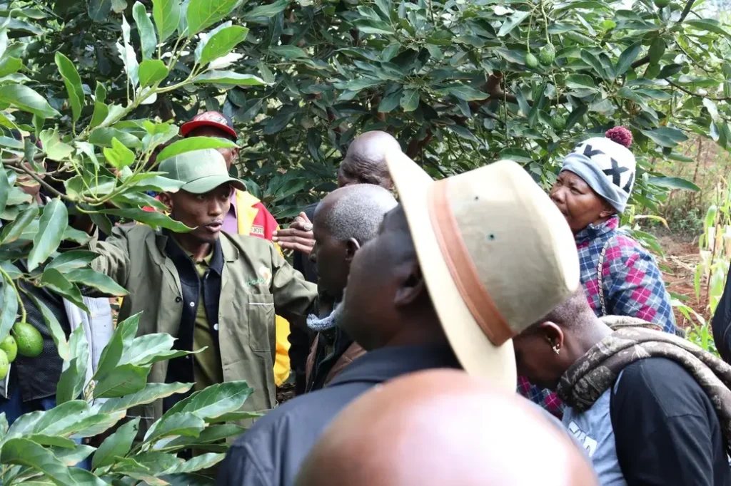 Farmers gathered around a trainer in an avocado orchard during a field training session