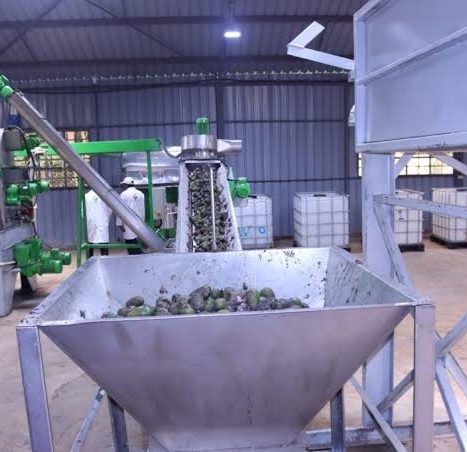Hopper collecting separated avocado pits, the first step in by-product recovery