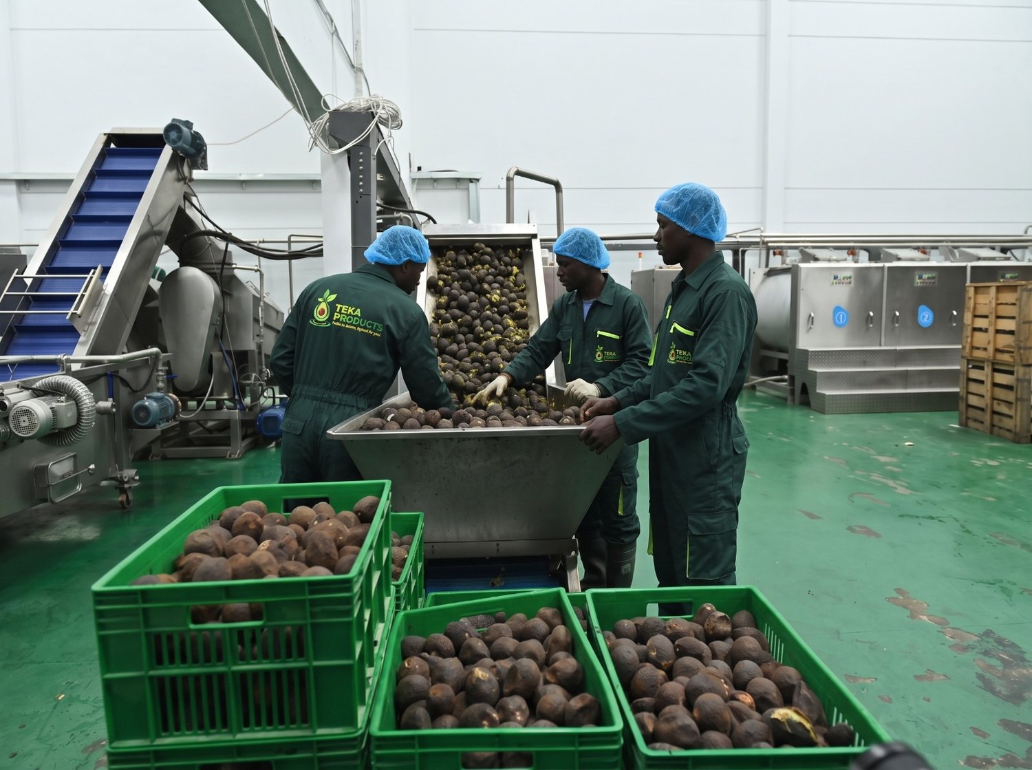 Operators handling separated avocado pits at the de-stoning station