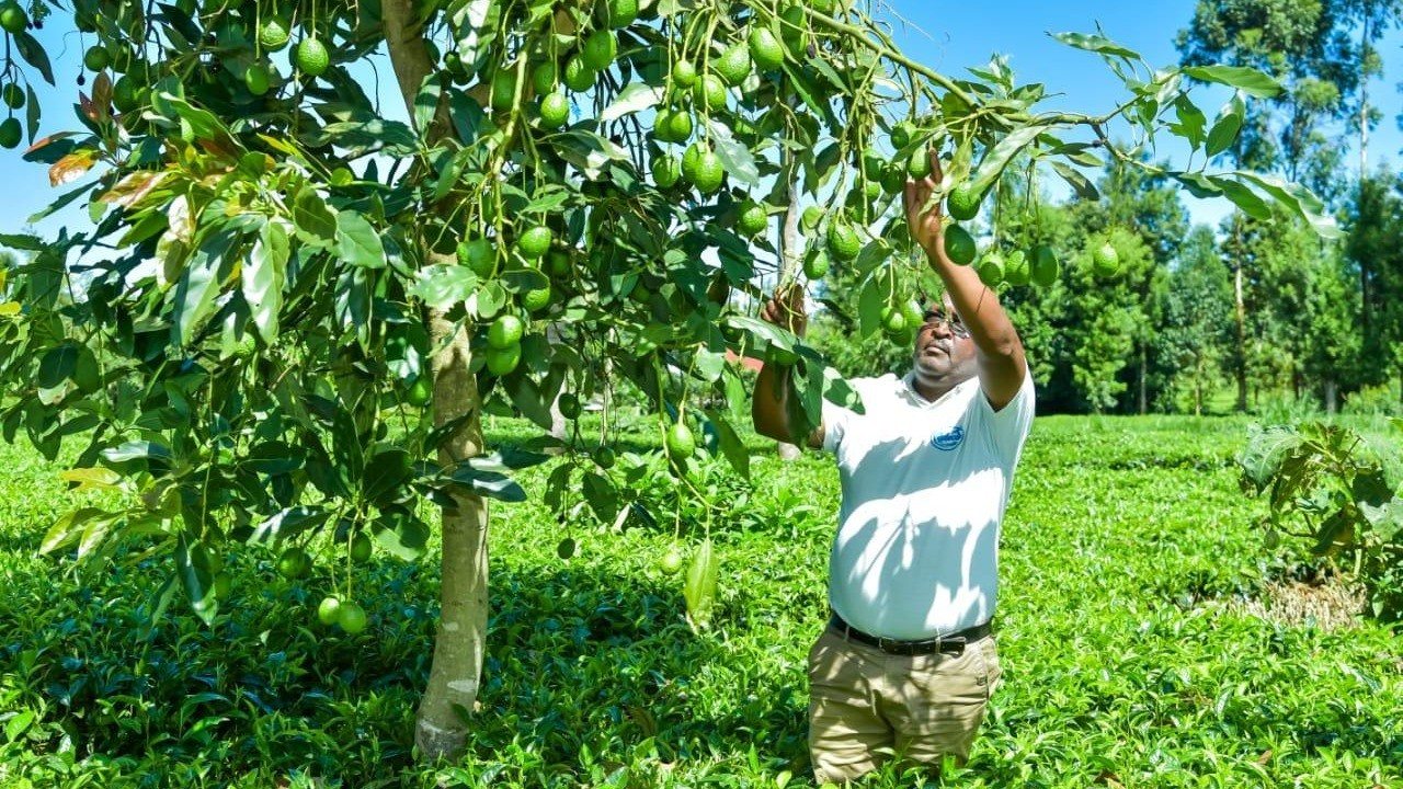 Farmer reaching up to pick avocados from a fruiting tree in a green field