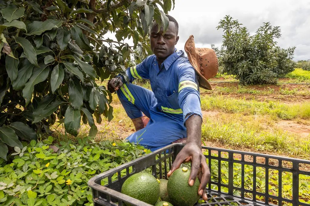 Farm worker picking Hass avocados into a field crate in an orchard