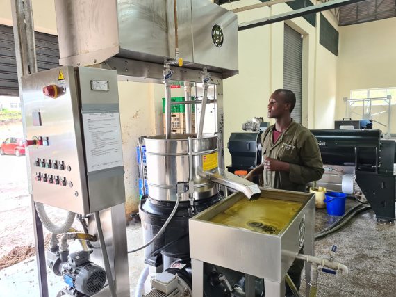 Unrefined crude avocado oil discharging from the separator into a collection tray