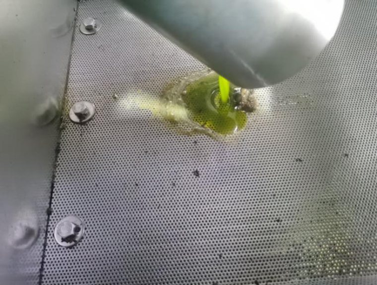 Green avocado oil flowing over a perforated stainless-steel screen during extraction