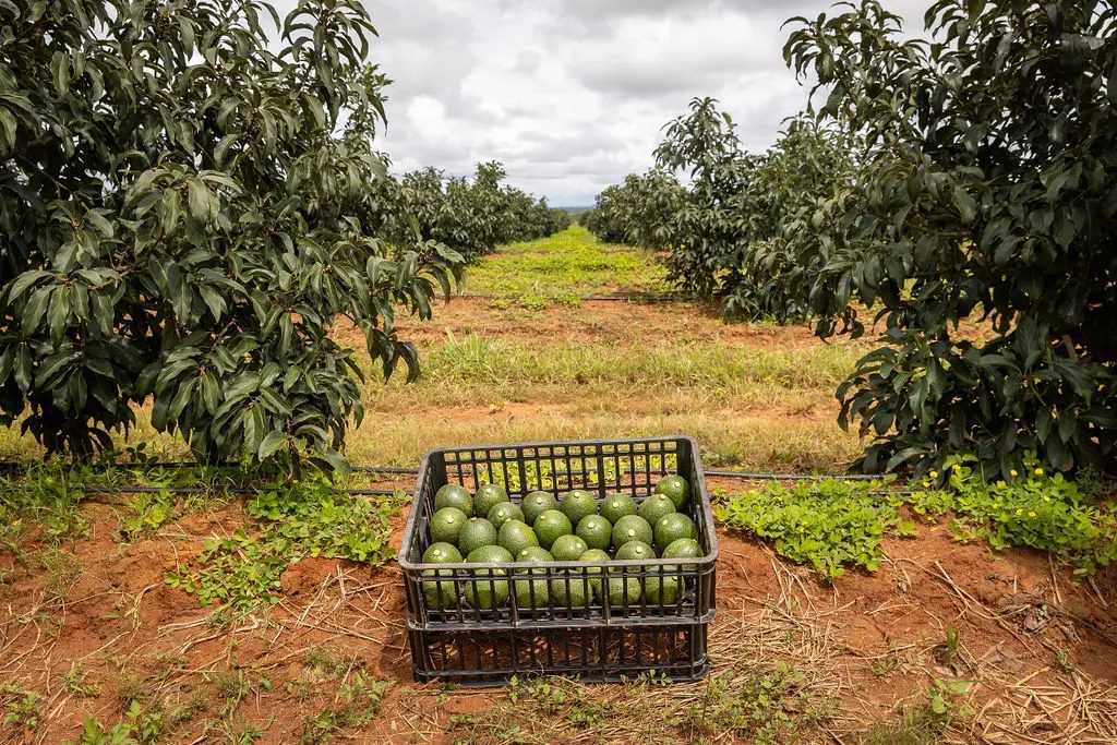 Crate of freshly harvested Hass avocados between rows of orchard trees