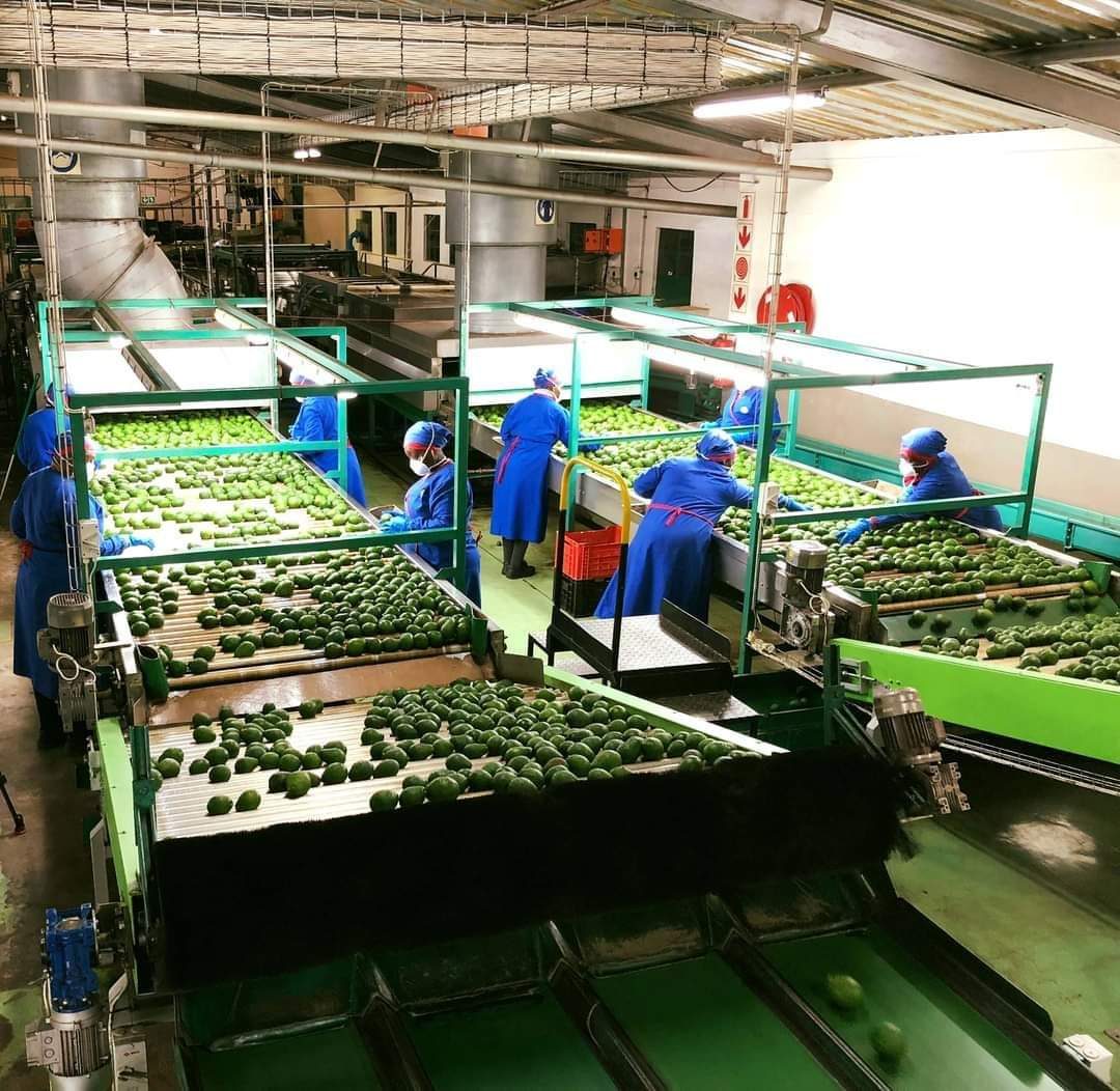 Women grading and sorting incoming Hass avocados on a packhouse sorting line